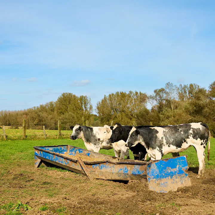 Galvanized Sheep Feeder - Master