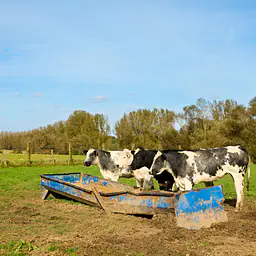 Galvanized Sheep Feeder - Master